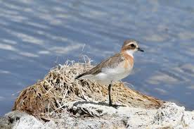 Image result for Charadrius asiaticus