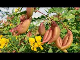 Image result for Colutea arborescens