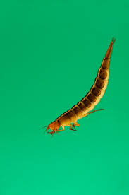 Attēlu rezultāti vaicājumam “Dytiscus sp. larva”