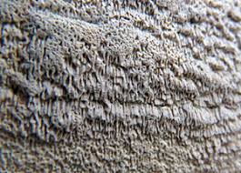 Attēlu rezultāti vaicājumam “Antrodia albida”