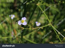 Attēlu rezultāti vaicājumam “Alisma lanceolatum”