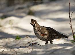 Attēlu rezultāti vaicājumam “Tetrastes bonasia eggs”