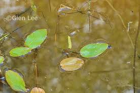 Attēlu rezultāti vaicājumam “Potamogeton natans leaf”