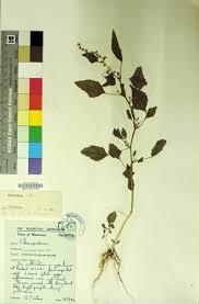 Attēlu rezultāti vaicājumam “Chenopodium album leaf”