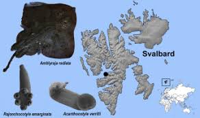 Image result for Amblyraja radiata