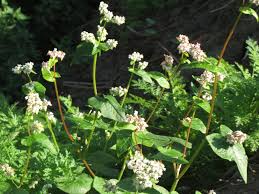 Attēlu rezultāti vaicājumam “Fagopyrum esculentum fruit”