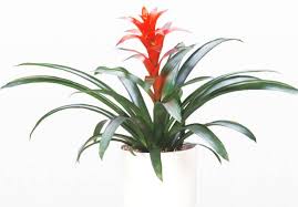 Картинки по запросу гусмания