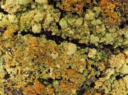 Attēlu rezultāti vaicājumam “Trapeliopsis granulosa”