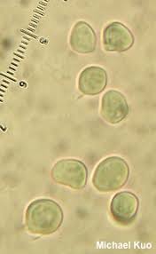 Attēlu rezultāti vaicājumam “Abortiporus biennis”