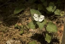 Attēlu rezultāti vaicājumam “Pieris napi female”