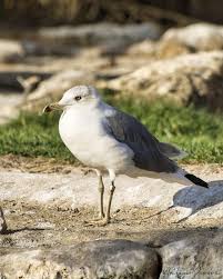 Attēlu rezultāti vaicājumam “Larus canus”