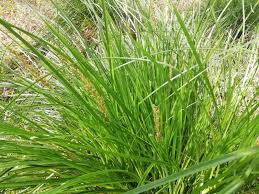Attēlu rezultāti vaicājumam “Carex paniculata”