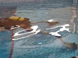 Image result for Diveline