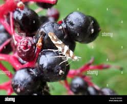 Attēlu rezultāti vaicājumam “Argyresthiidae”