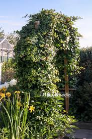 Attēlu rezultāti vaicājumam “Hedera helix  flower”
