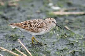 Image result for Calidris minutilla