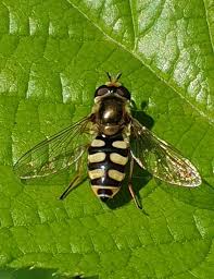 Attēlu rezultāti vaicājumam “Eupeodes corollae”