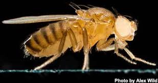 Attēlu rezultāti vaicājumam “Drosophila melanogaster”