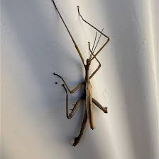 Attēlu rezultāti vaicājumam “Didymium verrucisporum stalked”