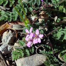 Attēlu rezultāti vaicājumam “Erodium cicutarium”
