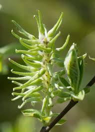 Attēlu rezultāti vaicājumam “Salix aurita bud”