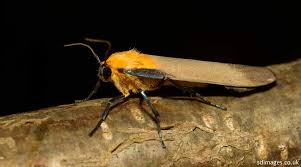 Attēlu rezultāti vaicājumam “Lithosia quadra male”