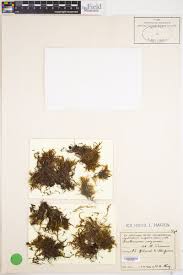 Attēlu rezultāti vaicājumam “Isothecium alopecuroides”