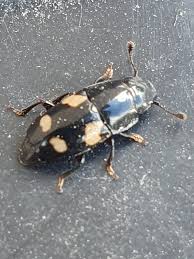 Attēlu rezultāti vaicājumam “Glischrochilus quadripunctatus”