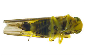 Attēlu rezultāti vaicājumam “Paramesus obtusifrons”