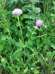 Attēlu rezultāti vaicājumam “Knautia arvensis fruit”