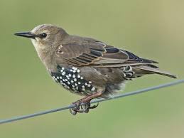 Attēlu rezultāti vaicājumam “Sturnus vulgaris”