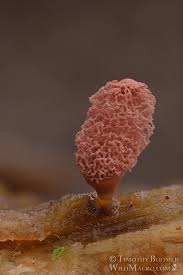 Attēlu rezultāti vaicājumam “Arcyria denudata spores”