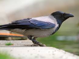 Attēlu rezultāti vaicājumam “Corvus cornix juvenile”