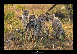 Afbeeldingsresultaat voor cheeta