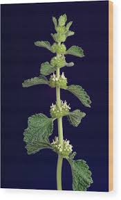 Image result for Marrubium vulgare