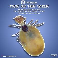 Attēlu rezultāti vaicājumam “Ixodes female”