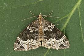 Attēlu rezultāti vaicājumam “Ecliptopera silaceata”