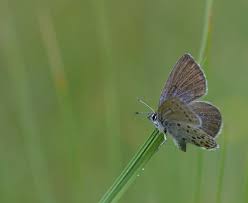 Attēlu rezultāti vaicājumam “Vacciniina optilete”