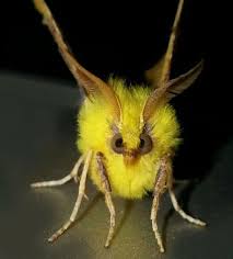 Attēlu rezultāti vaicājumam “Ennomos alniaria”