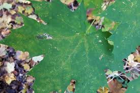 Attēlu rezultāti vaicājumam “Phyllonorycter platanoidella”