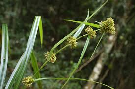 Attēlu rezultāti vaicājumam “Rhynchospora fusca”