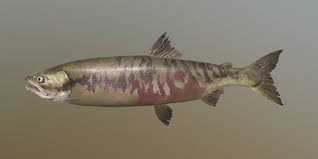 Image result for Oncorhynchus keta
