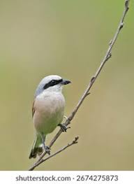 Attēlu rezultāti vaicājumam “Laniidae”