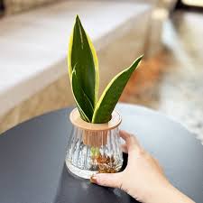 「水蘭」的圖片搜尋結果