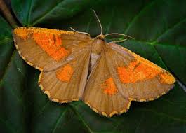 Attēlu rezultāti vaicājumam “Angerona prunaria”