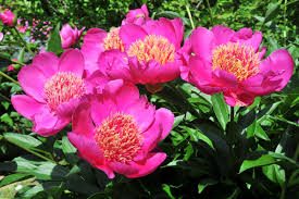 Image result for Pfingstrose