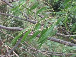Attēlu rezultāti vaicājumam “Salix daphnoides subsp. acutifolia bud”