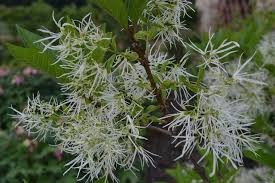 Attēlu rezultāti vaicājumam “Chionanthus virginicus flower”