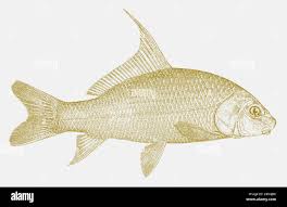 Image result for Carpiodes cyprinus
