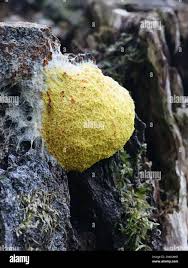 Attēlu rezultāti vaicājumam “Fuligo septica var. candida macro”